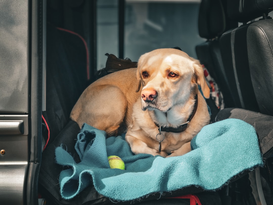 Dog sitting in the back of a vehicle for car travel