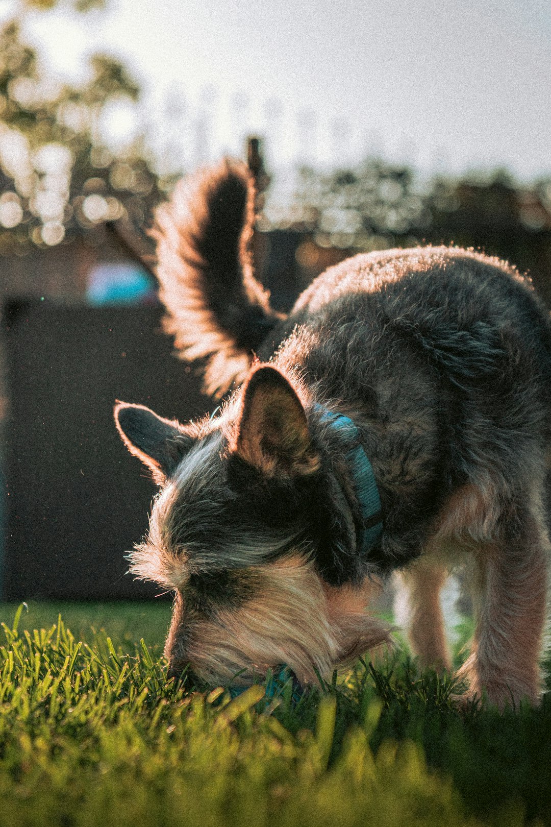 Dog sniffing grass outdoors during a calm decompression period after stress