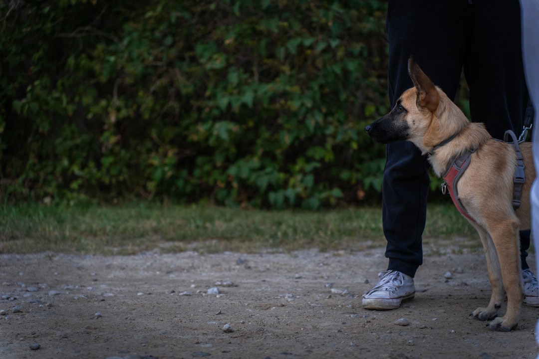 Walking a dog