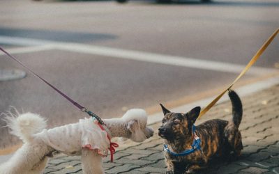 How to Introduce a Reactive Dog to Another Dog Safely