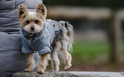 Kurgo Loft Dog Jacket Review: What Is This Coat Actually For?