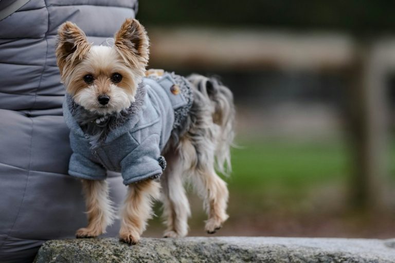 Kurgo Loft Dog Jacket Review: What Is This Coat Actually For?
