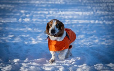 The Ruffwear Climate Changer Dog Coat – An Honest Review