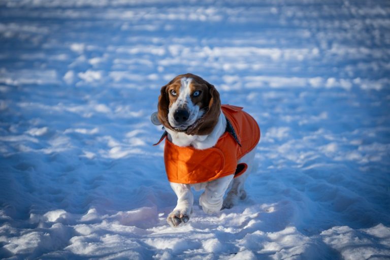 The Ruffwear Climate Changer Dog Coat – An Honest Review