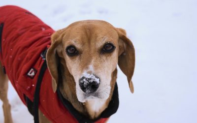 Ruffwear Furness Dog Jacket Review: An Honest Long-Term Test