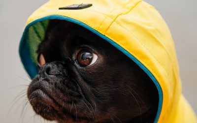 SadePomppa vs KevytPomppa: Which Dog Raincoat Should You Buy?