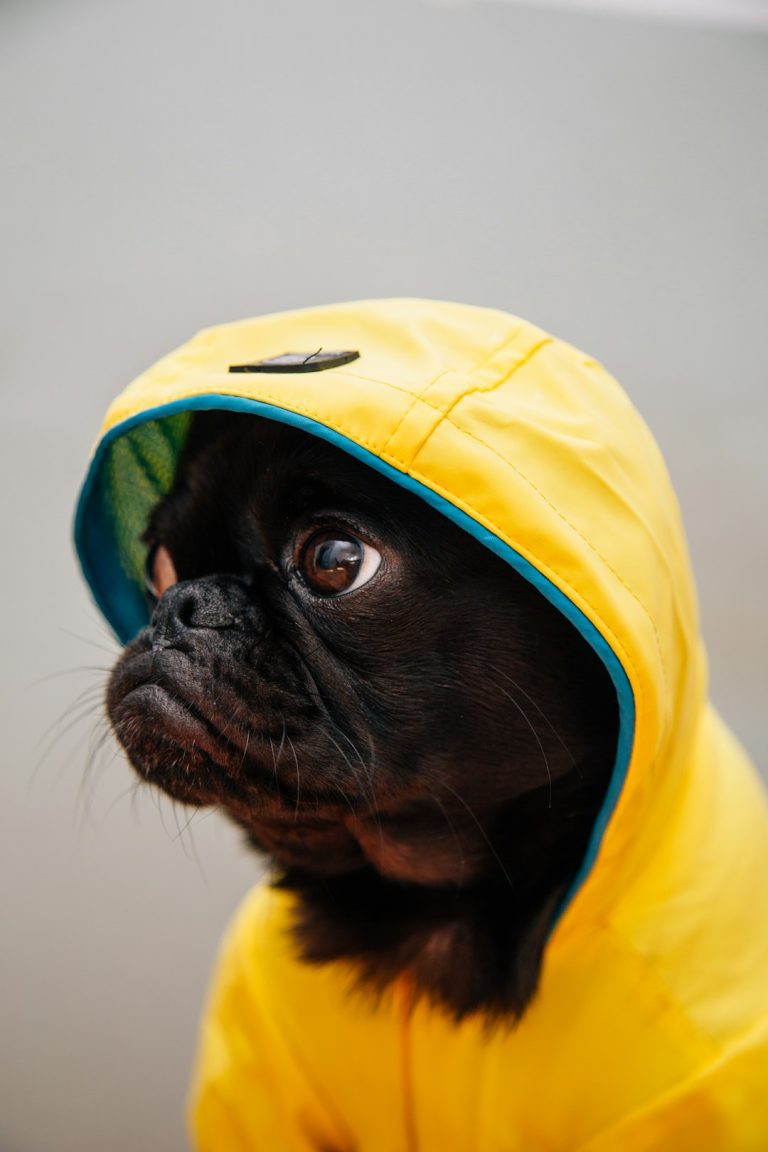 SadePomppa vs KevytPomppa: Which Dog Raincoat Should You Buy?