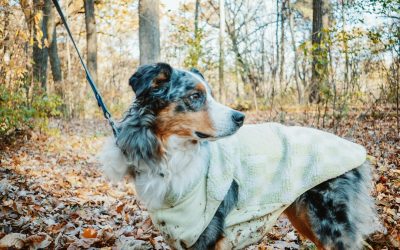 Best Dog Raincoats: 5 Waterproof Coats I’d Actually Consider