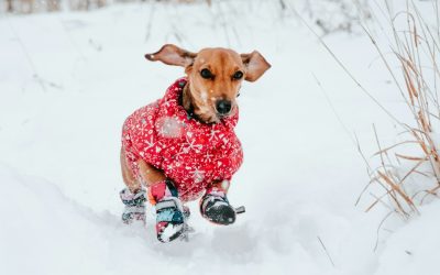 GF Pet Puffer Review: Warm, Cute, But Is It Durable?