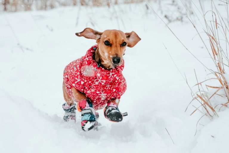 GF Pet Puffer Review: Warm, Cute, But Is It Durable?