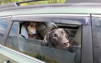 Best Crash-Tested Dog Harnesses for Car Travel (2026)