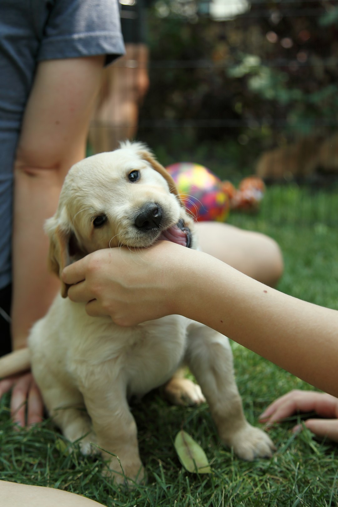 Puppy
