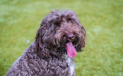 When Should You Spay or Neuter a Goldendoodle? What the Parent-Breed Data Suggests