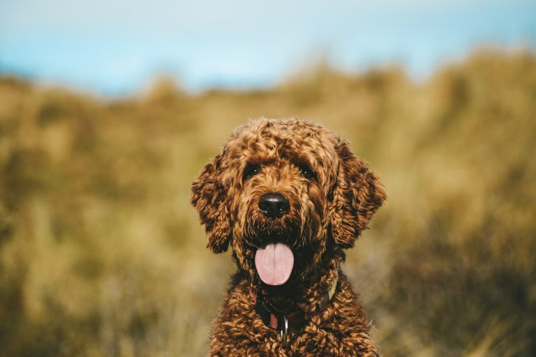 When Should You Spay or Neuter a Labradoodle? What the Parent-Breed Data Suggests