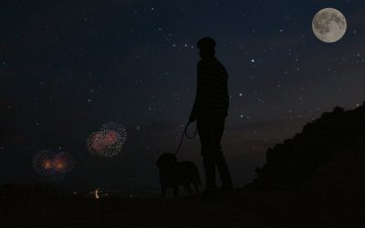 Should You Walk Your Dog on Fireworks Night?