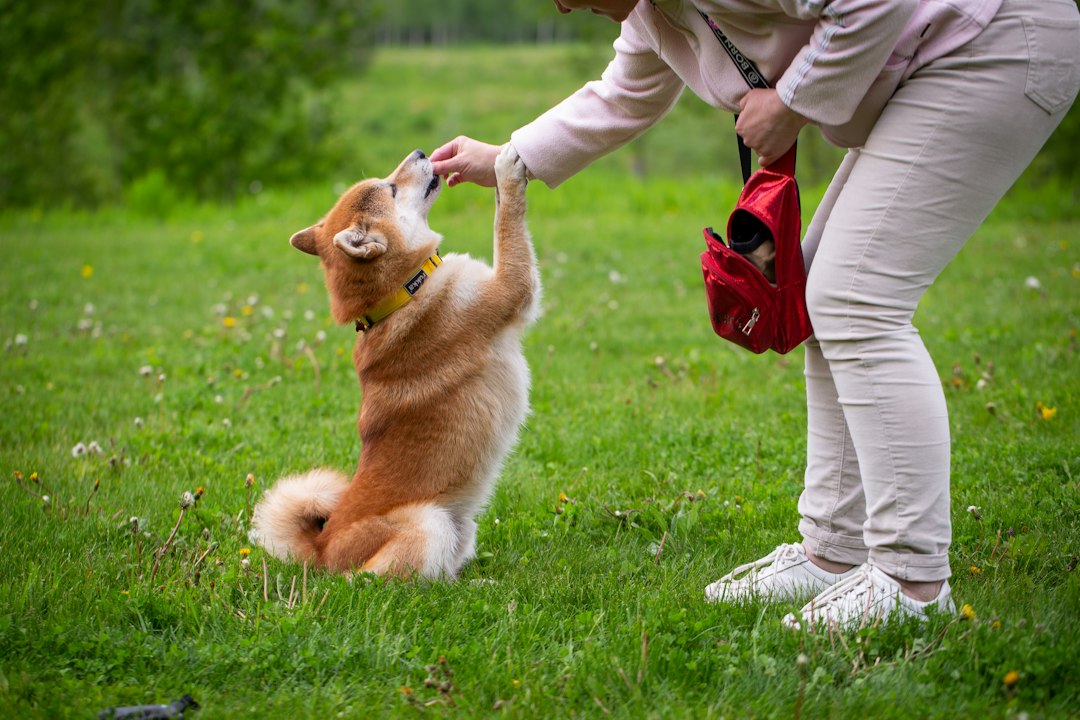 Person calmly training with a dog outdoors