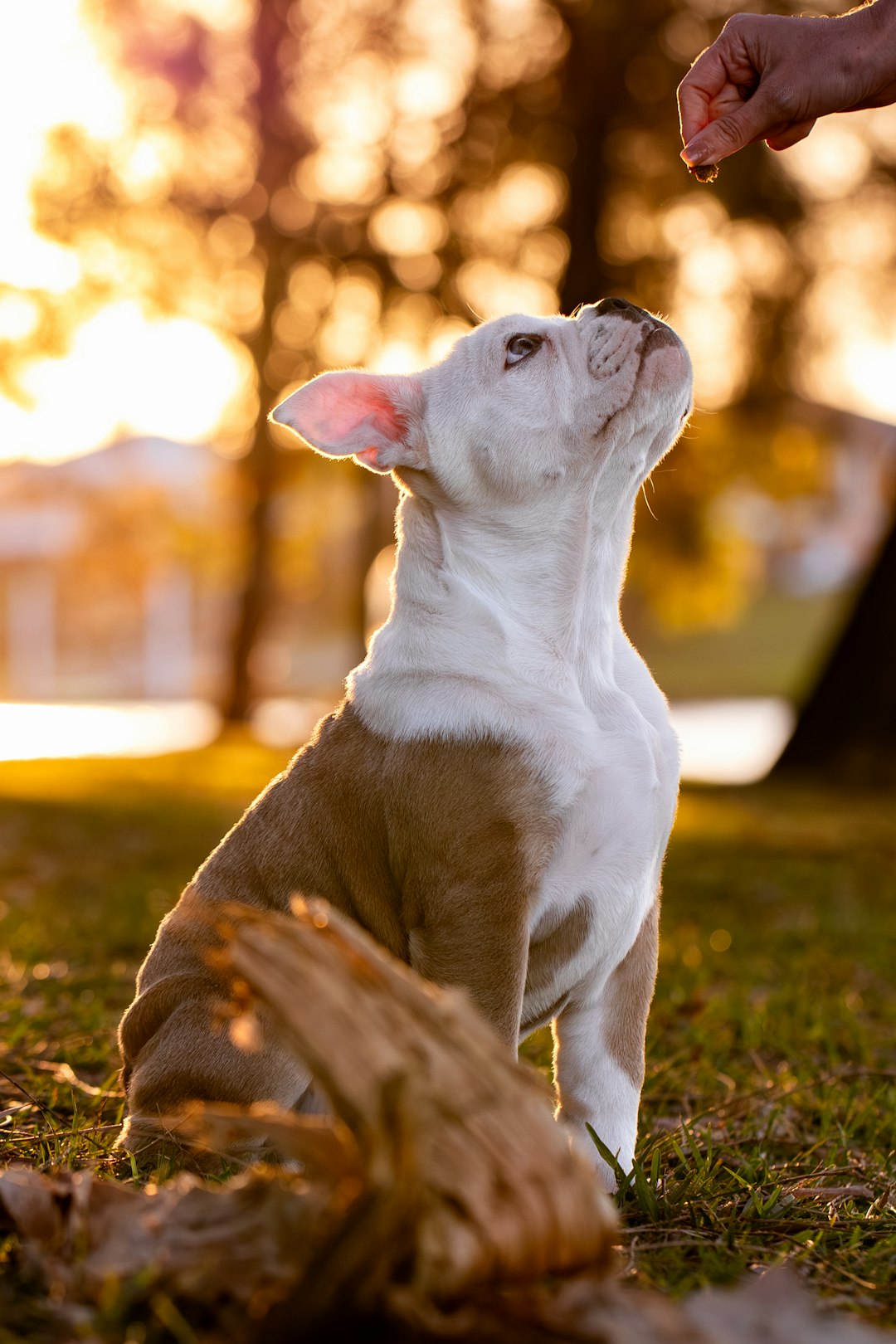 Dog training