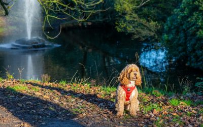 When Should You Spay or Neuter a Cavapoo? What the Parent-Breed Data Suggests