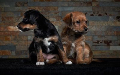 How to Train Two Puppies at Once Without Losing Your Mind