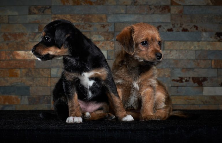 How to Train Two Puppies at Once Without Losing Your Mind