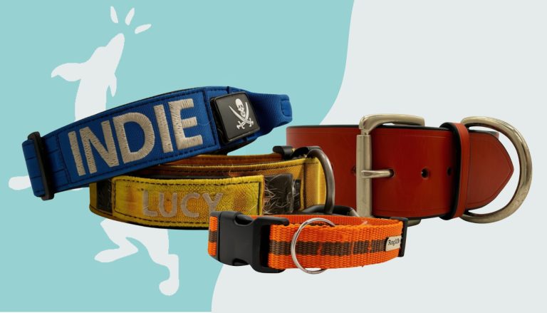 Best Leather Dog Collars: What a Dog Trainer Actually Looks For