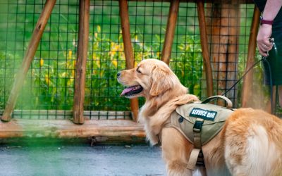 Best Service Dog Harnesses & Vests (2026): What Actually Matters