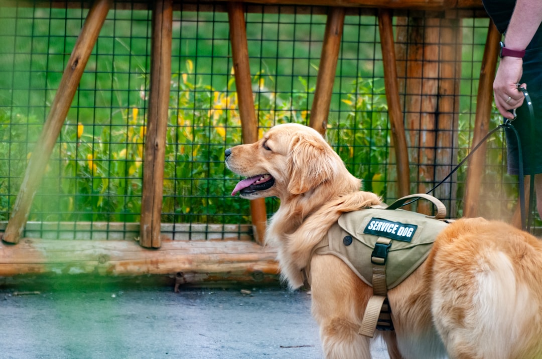 Working dog wearing a vest and leash