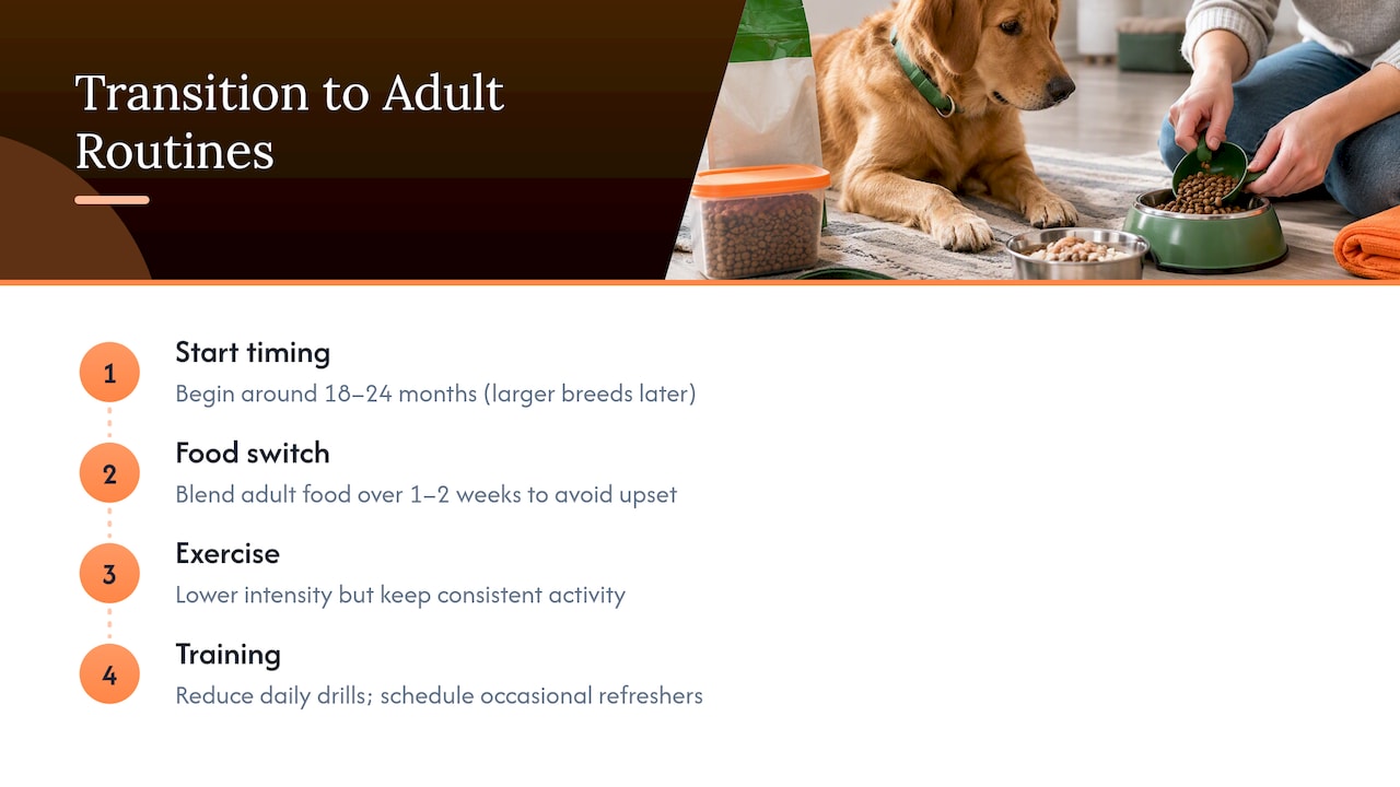 Timeline for transitioning puppy to adult routines