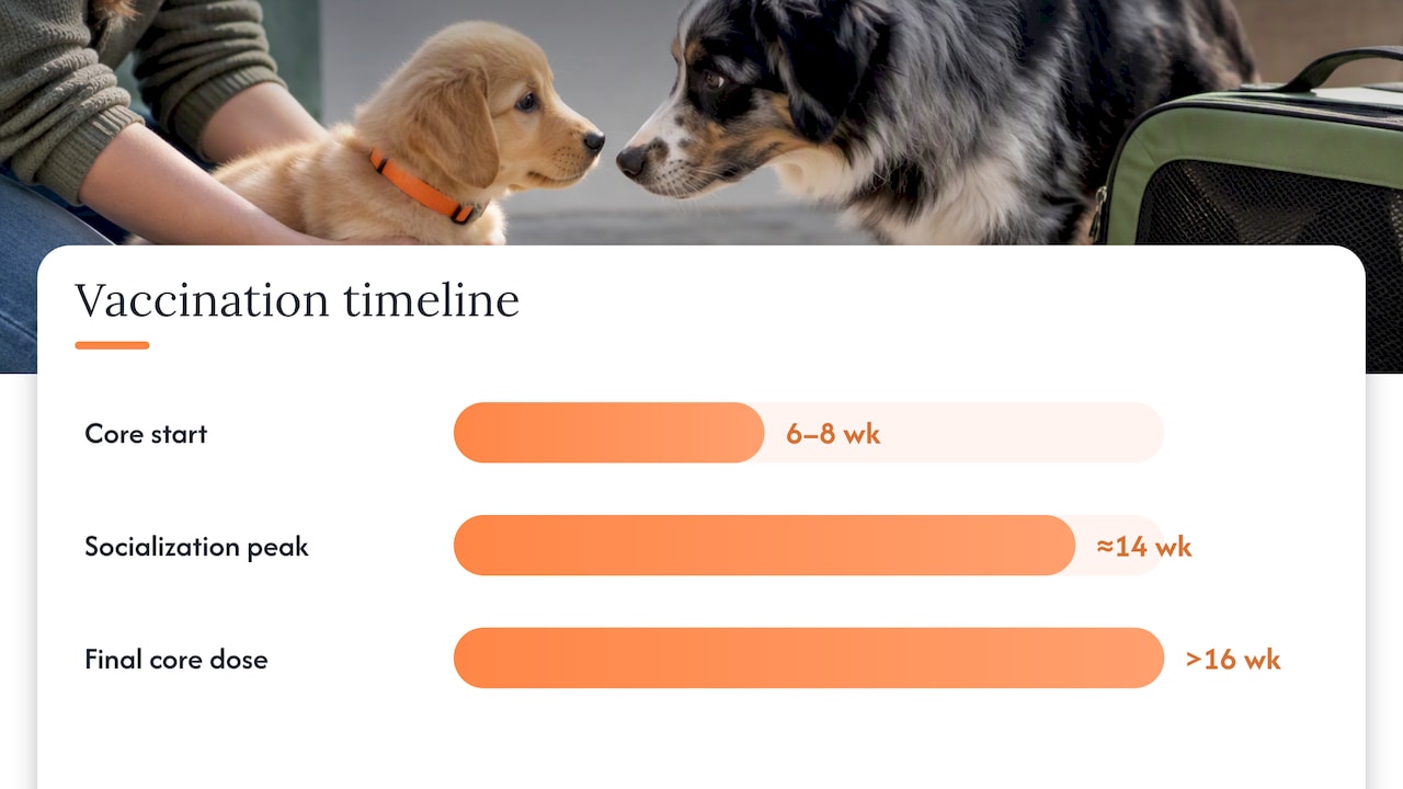 Puppy vaccination timeline for safer introductions