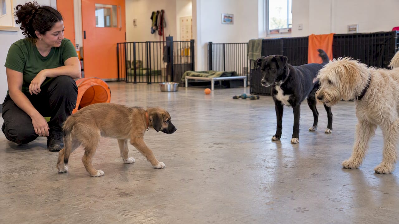 Puppy calmly exploring a small daycare group